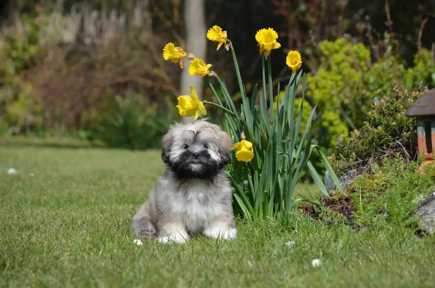 Kupno szczeniaka Lhasa Apso oznacza wzięcie na siebie odpowiedzialności! Kup szczenięta Lhasa Apso.