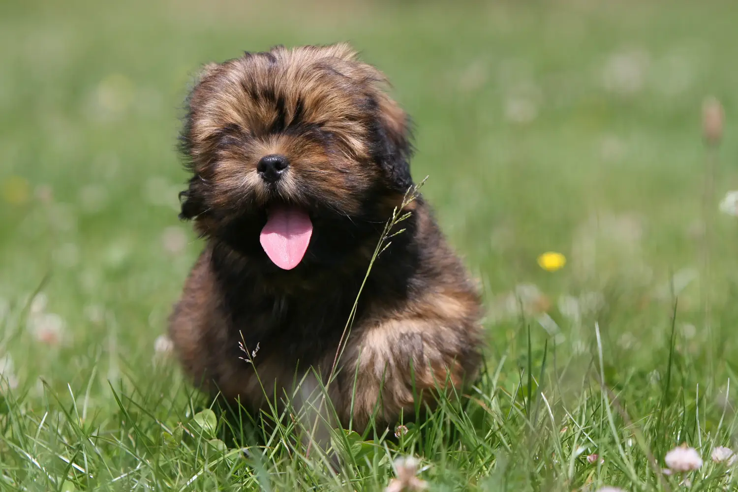 Kupno szczeniaka Lhasa Apso oznacza wzięcie na siebie odpowiedzialności! Kup szczenięta Lhasa Apso.