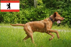 Read more about the article Hodowcy i szczenięta Magyar Vizsla w Berlin