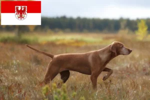 Read more about the article Hodowcy i szczenięta Magyar Vizsla w Brandenburgia