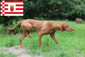 Read more about the article Hodowcy i szczenięta Magyar Vizsla w Brema