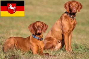 Read more about the article Hodowcy i szczenięta Magyar Vizsla w Dolna Saksonia