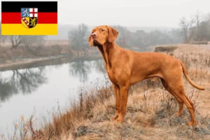 Read more about the article Magyar Vizsla hodowcy i szczenięta w Kraj Saary