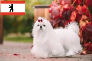 Read more about the article Hodowcy maltańczyków i szczenięta w Berlinie