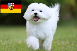 Read more about the article Hodowcy maltańczyków i szczenięta w Kraj Saary