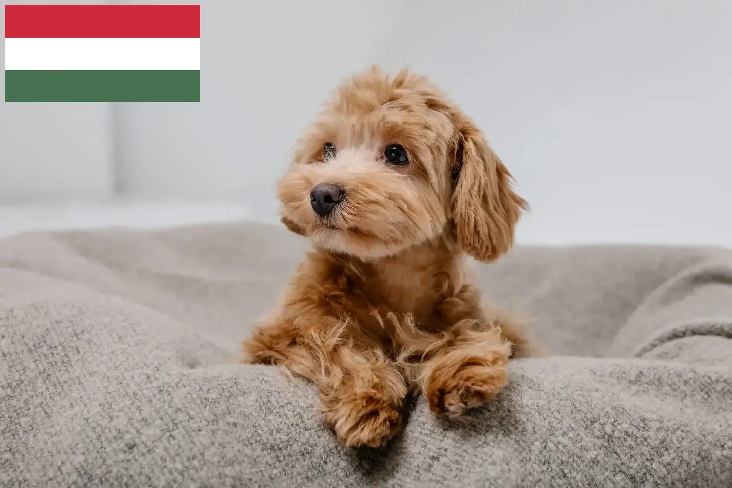 Maltipoo szczenięta i hodowcy Węgry Tutaj znajdziesz hodowców rasy Maltipoo w Węgry.