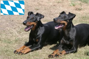 Read more about the article Hodowcy i szczenięta Manchester terrier w Bawaria