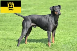 Read more about the article Hodowcy i szczenięta Manchester terrier w Badenia-Wirtembergia