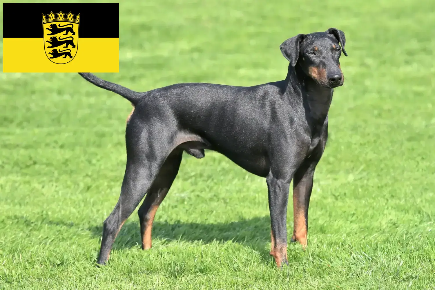 Manchester terrier szczenięta i hodowcy Badenia-Wirtembergia Tutaj znajdą Państwo hodowców Manchester terrier w Badenia-Wirtembergia.
