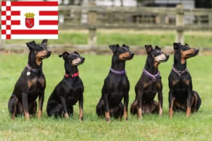 Read more about the article Manchester terrier hodowca i szczenięta w Brema