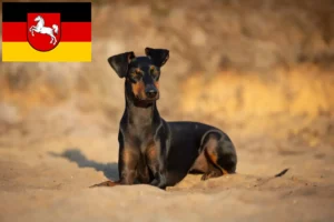 Read more about the article Hodowcy i szczenięta Manchester terrier w Dolna Saksonia