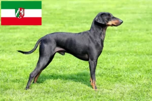 Read more about the article Hodowcy i szczenięta Manchester terrier w Nadrenia Północna-Westfalia