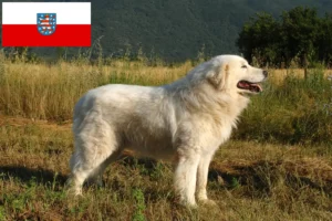 Read more about the article Maremma owczarek abruzyjski hodowcy i szczenięta w Turyngia