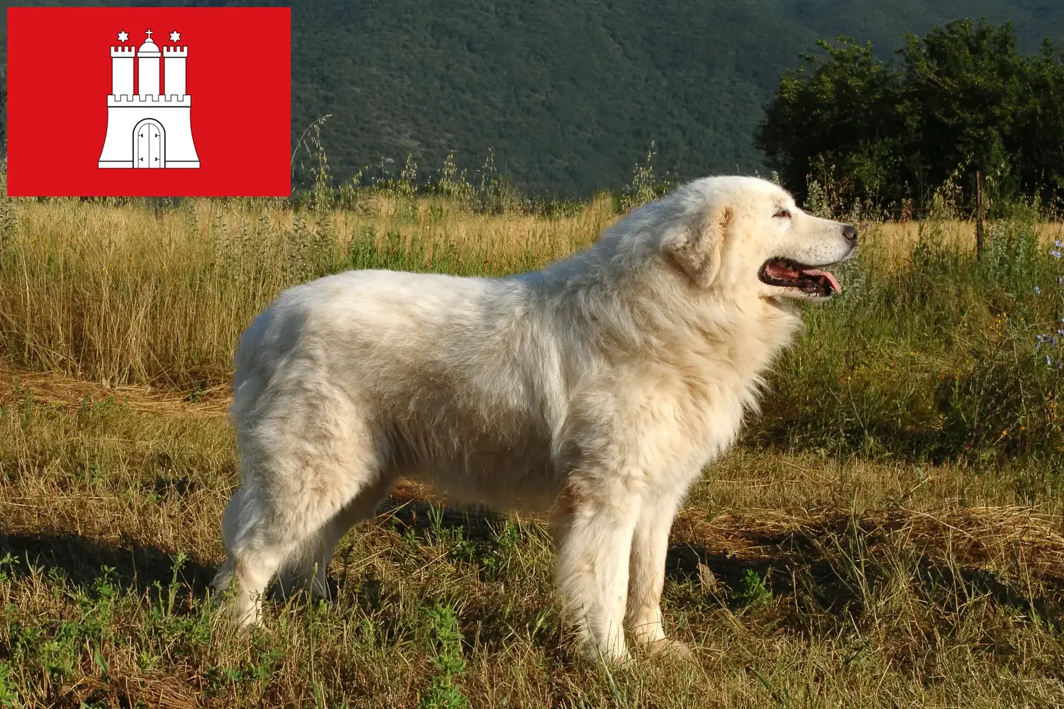 Read more about the article Maremma owczarek abruzyjski hodowcy i szczenięta w Hamburg