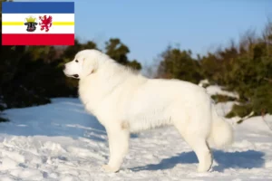 Read more about the article Maremma owczarek abruzyjski hodowcy i szczenięta w Meklemburgia-Pomorze Przednie