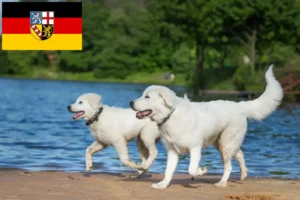 Read more about the article Hodowcy i szczenięta Owczarek maremma abruzyjski w Kraj Saary
