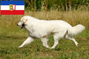 Read more about the article Maremma owczarek abruzyjski hodowcy i szczenięta w Szlezwik-Holsztyn