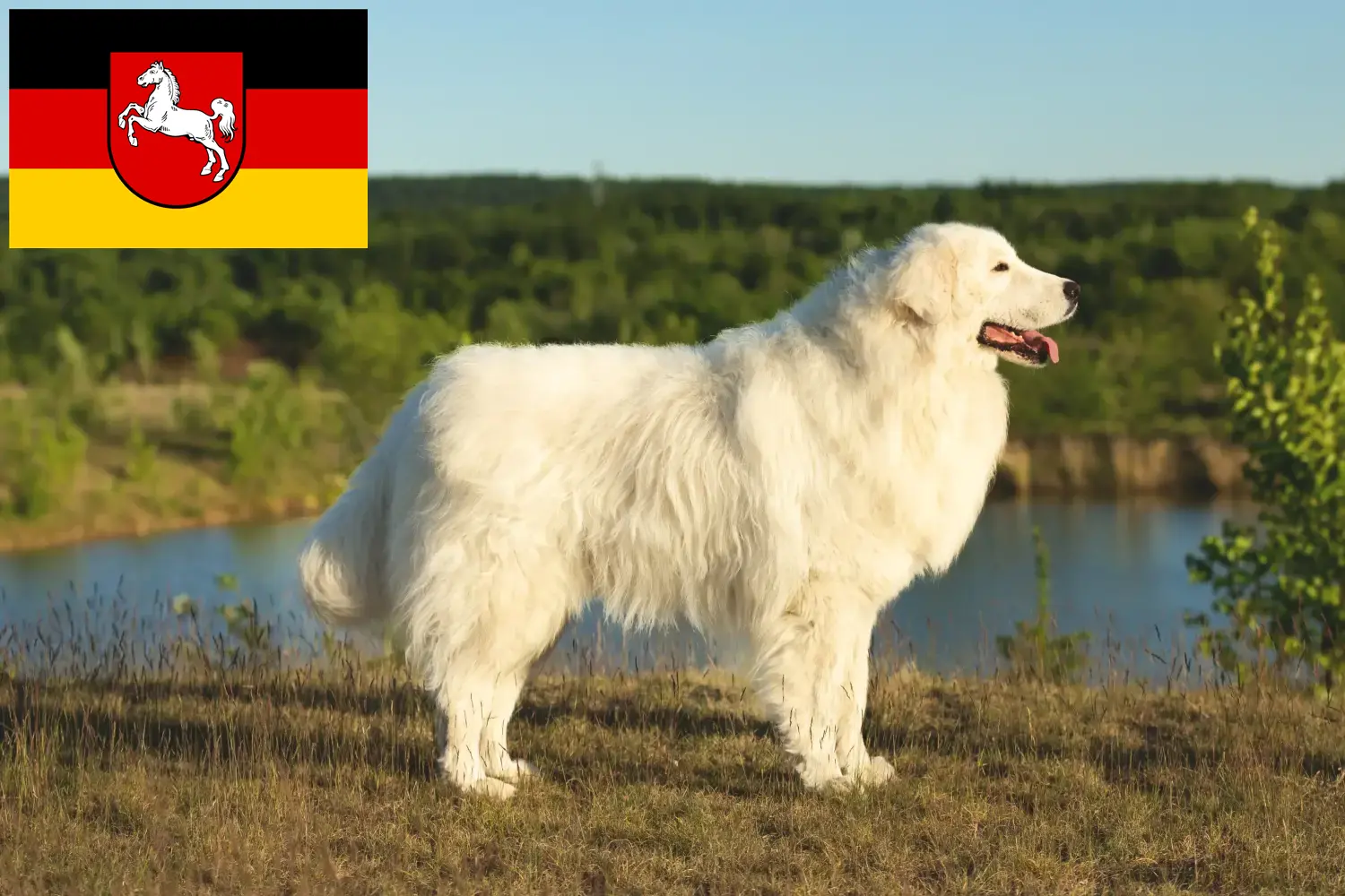 Read more about the article Hodowcy i szczenięta Owczarek maremma abruzyjski w Dolna Saksonia