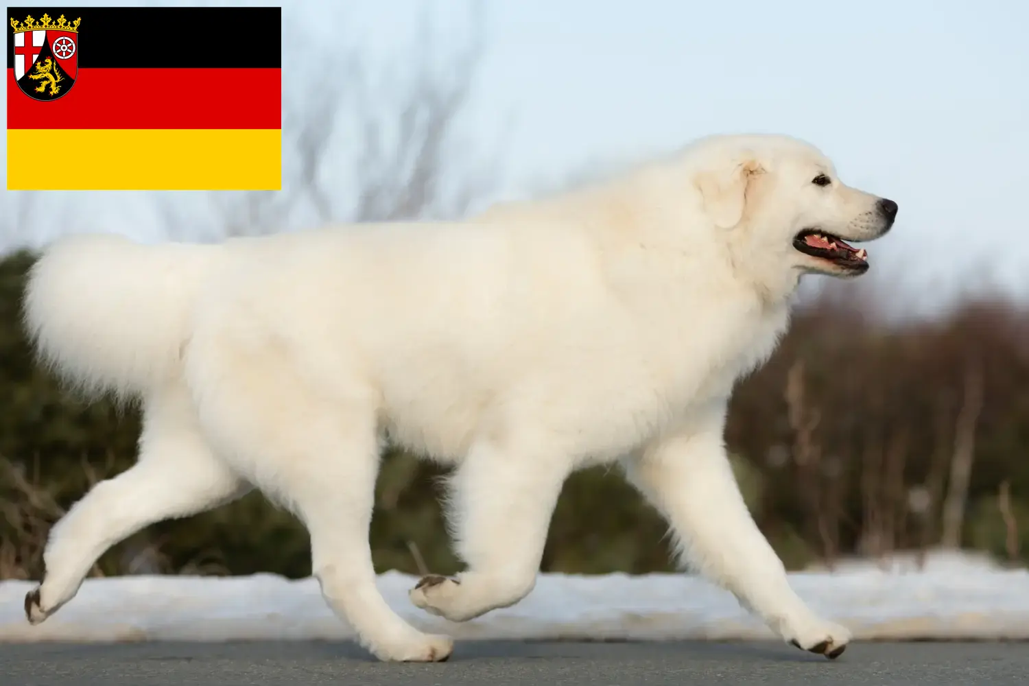 Read more about the article Maremma owczarek abruzyjski hodowcy i szczenięta w Nadrenia-Palatynat