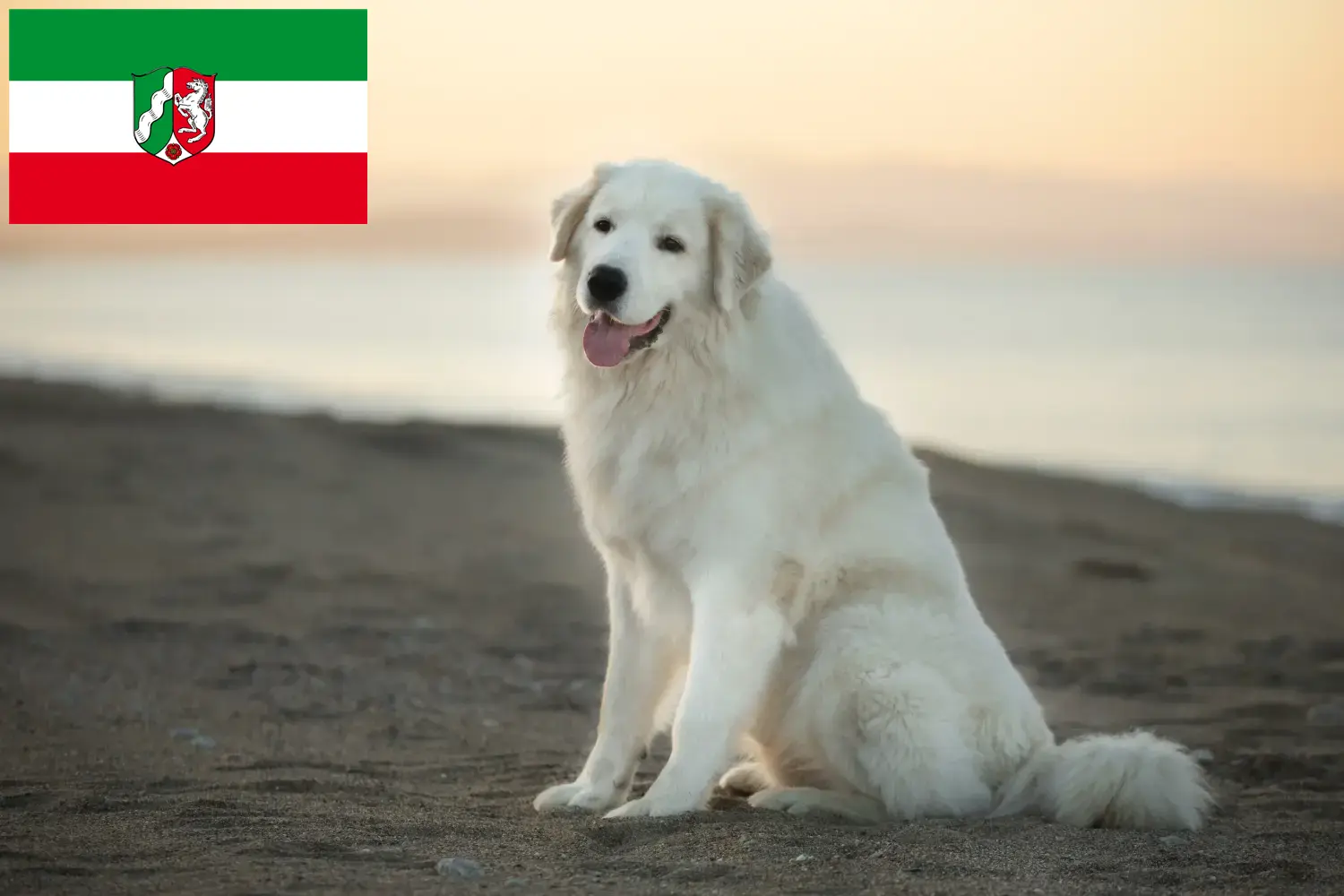 Read more about the article Maremma owczarek abruzyjski hodowcy i szczenięta w Nadrenia Północna-Westfalia