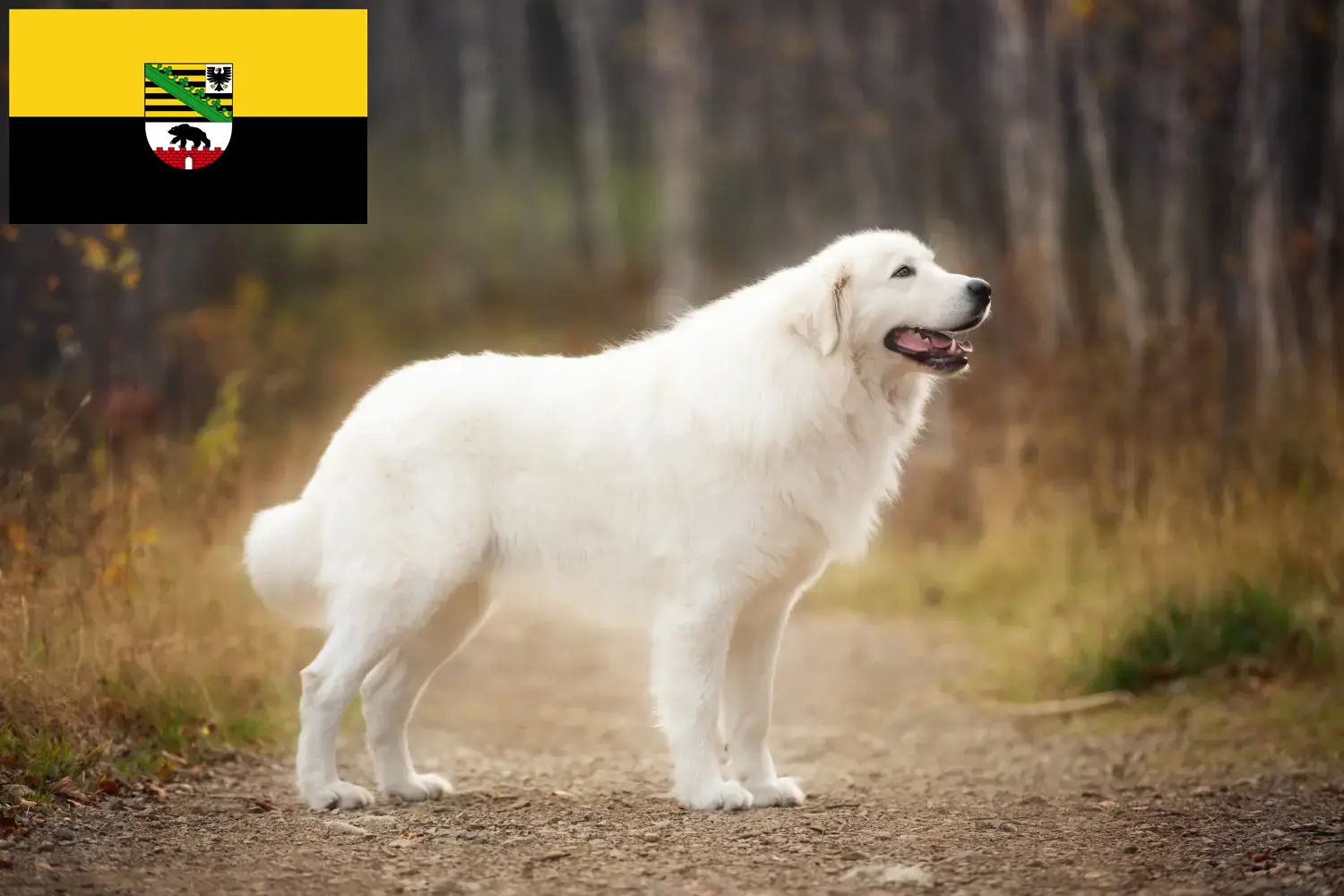 Read more about the article Maremma owczarek abruzyjski hodowcy i szczenięta w Saksonia-Anhalt