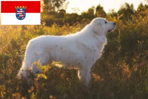 Read more about the article Maremma owczarek abruzyjski hodowcy i szczenięta w Hesja