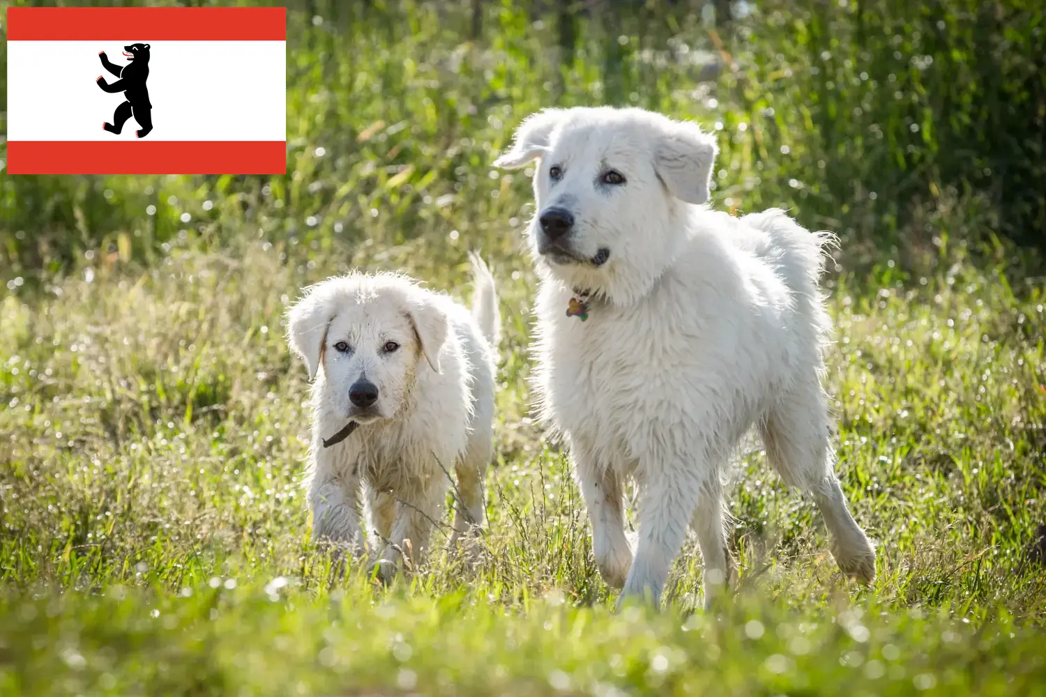 Read more about the article Maremma owczarek abruzyjski hodowcy i szczenięta w Berlin