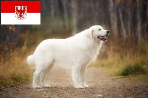 Read more about the article Maremma owczarek abruzyjski hodowcy i szczenięta w Brandenburgia