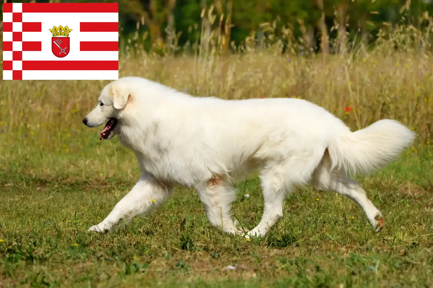 Read more about the article Maremma owczarek abruzyjski hodowcy i szczenięta w Brema