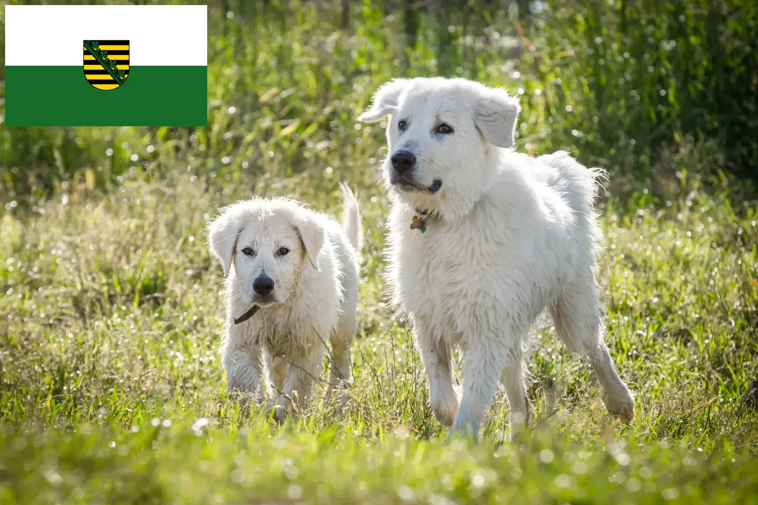 Read more about the article Maremma owczarek abruzyjski hodowcy i szczenięta w Saksonia