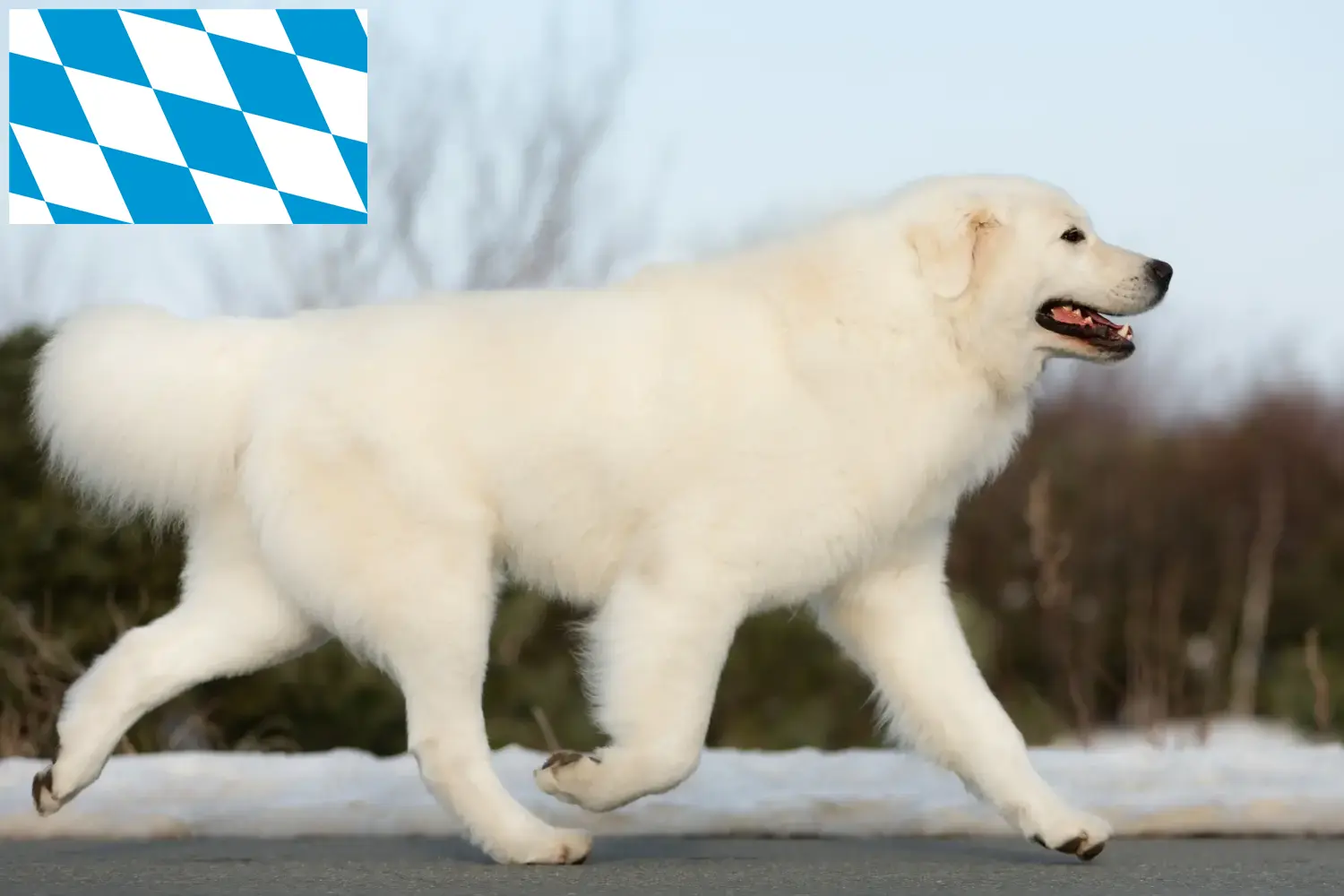Read more about the article Maremma owczarek abruzyjski hodowcy i szczenięta w Bawaria