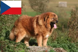 Read more about the article Hodowca psów tybetańskich i szczeniąt w Czechy