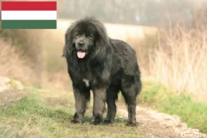 Read more about the article Hodowca psów tybetańskich i szczeniąt na Węgrzech