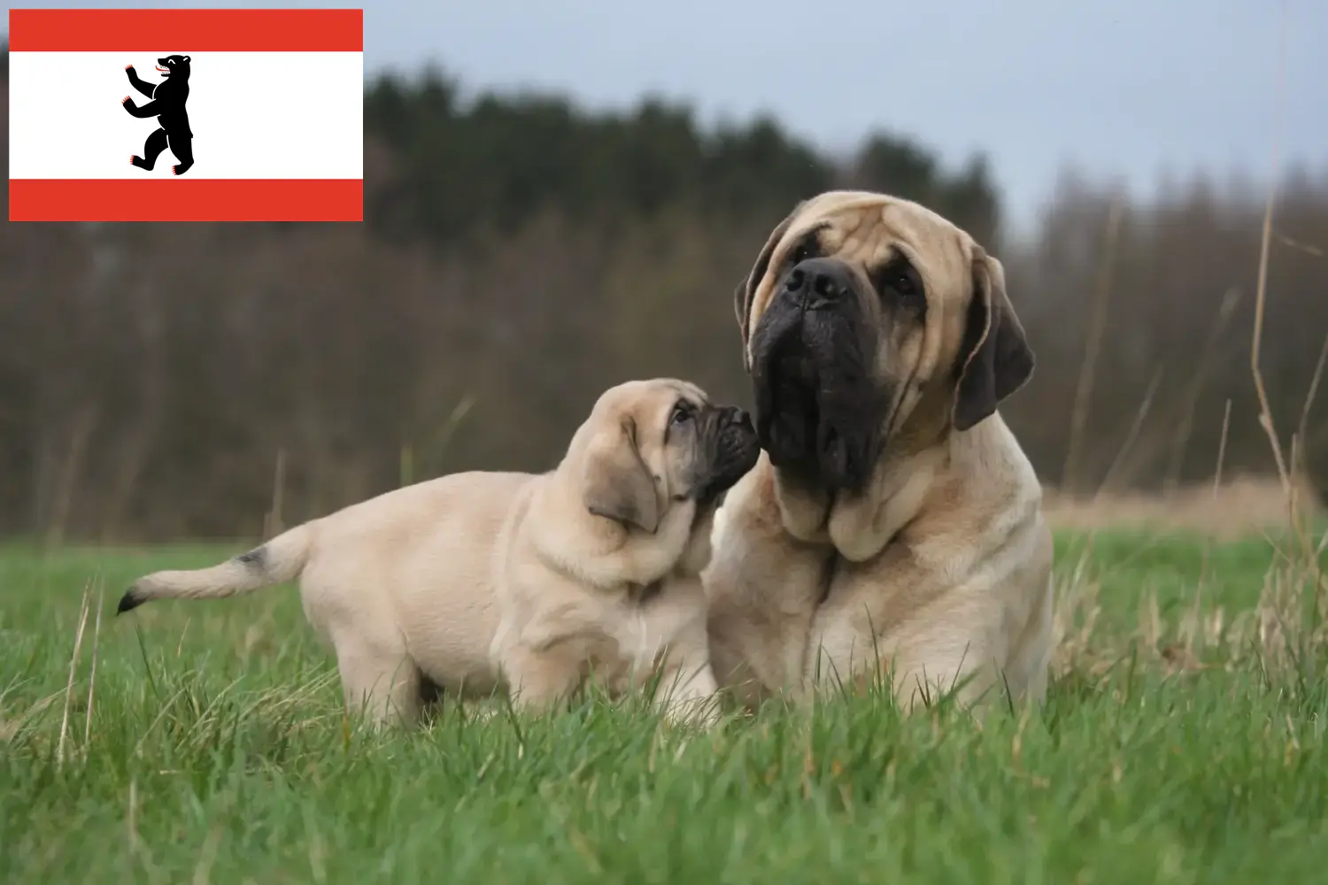 Mastif szczenięta i hodowcy Berlin Tutaj znajdziesz hodowców rasy Mastiff w Berlin.