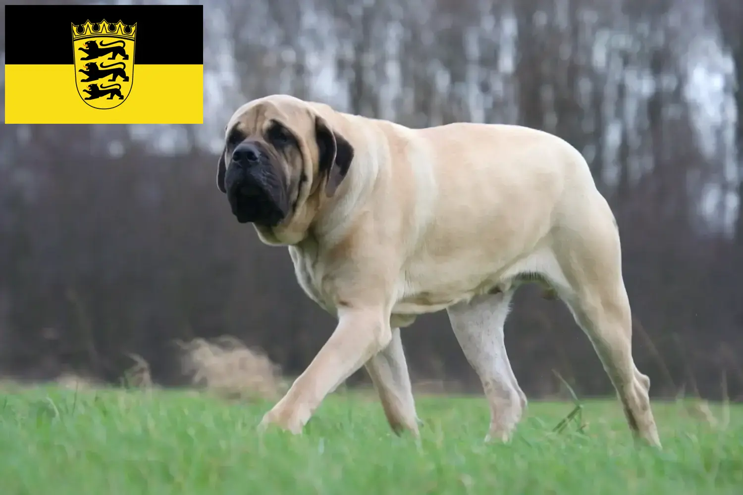 Mastif szczenięta i hodowcy Badenia-Wirtembergia Tutaj znajdziesz hodowców rasy Mastiff w Badenia-Wirtembergia.