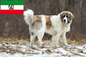 Read more about the article Mastín del Pirineo hodowcy i szczenięta w Nadrenia Północna-Westfalia