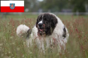 Read more about the article Mastín del Pirineo hodowcy i szczenięta w Turyngia