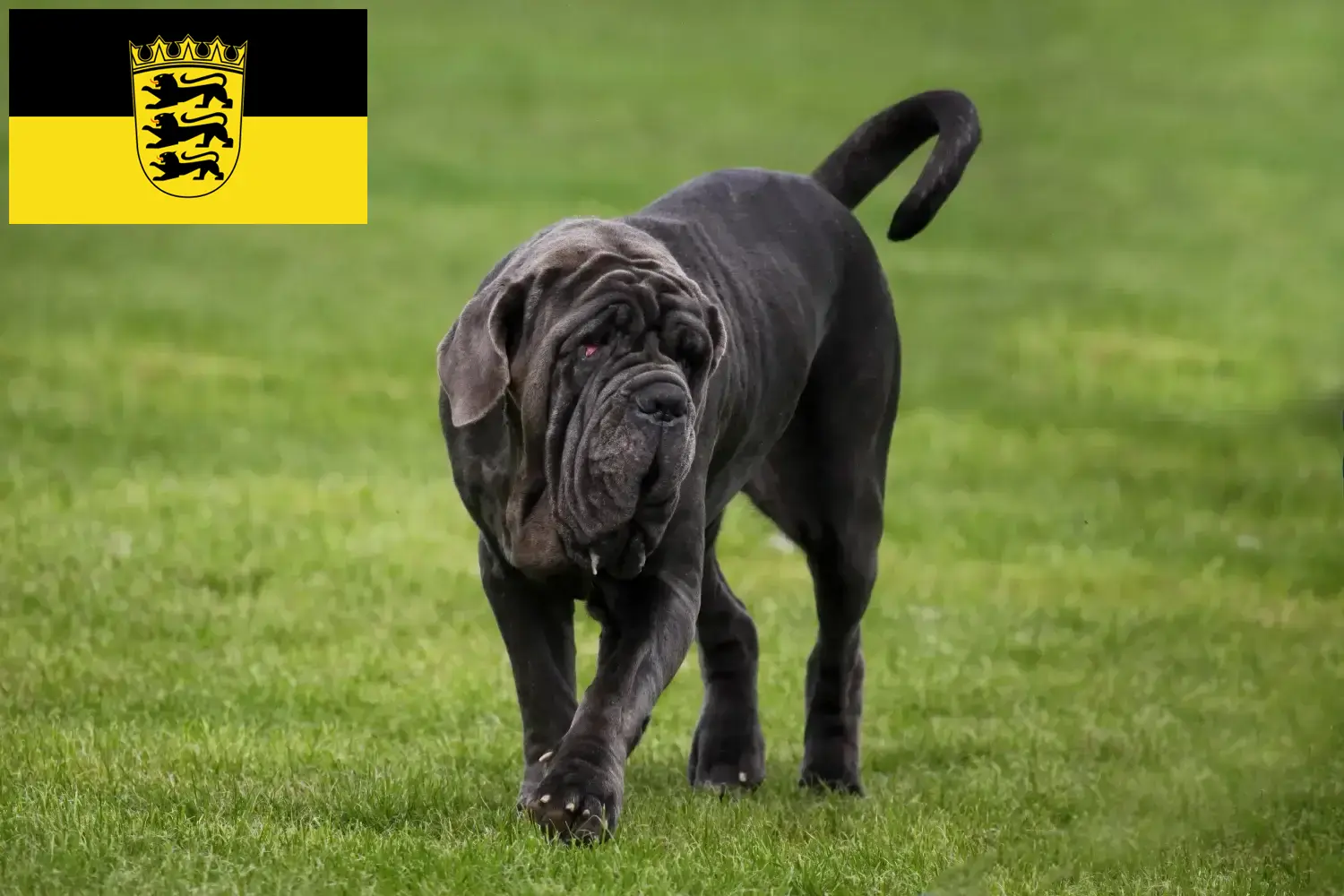 Mastino Napoletano szczenięta i hodowcy Badenia-Wirtembergia Tutaj można znaleźć hodowców Mastino napoletanos w Badenia-Wirtembergia.