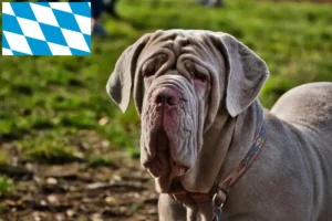 Read more about the article Mastino Napoletano hodowcy i szczenięta w Bawaria