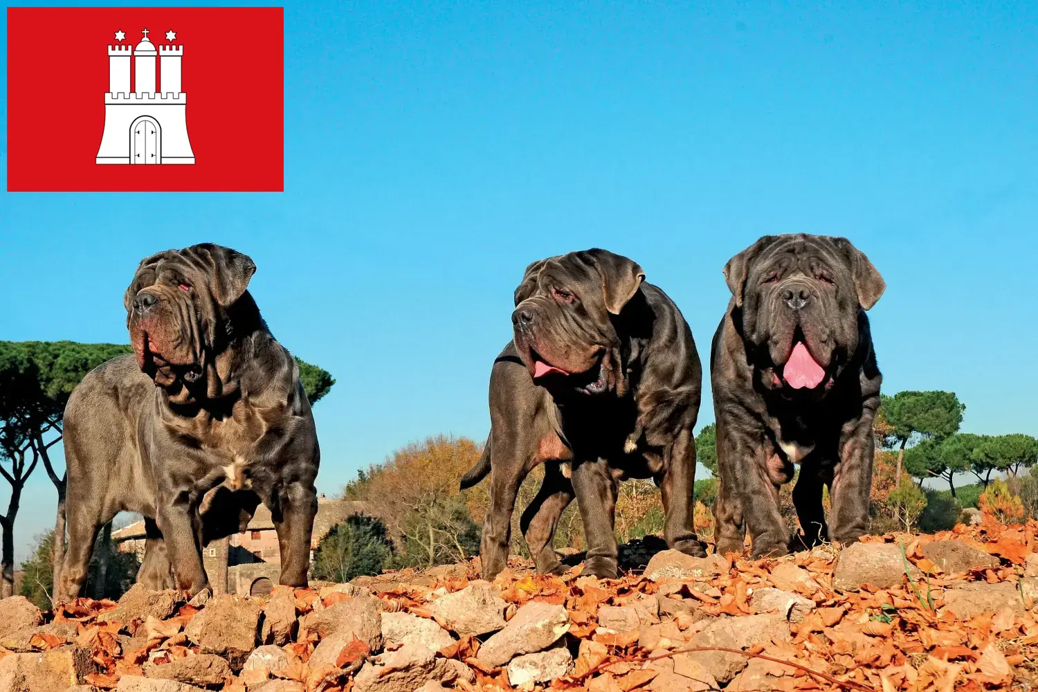 Mastino Napoletano szczenięta i hodowcy Hamburg Tutaj można znaleźć hodowców Mastino napoletanos w Hamburg.