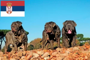 Read more about the article Mastino Napoletano hodowcy i szczenięta w Serbia
