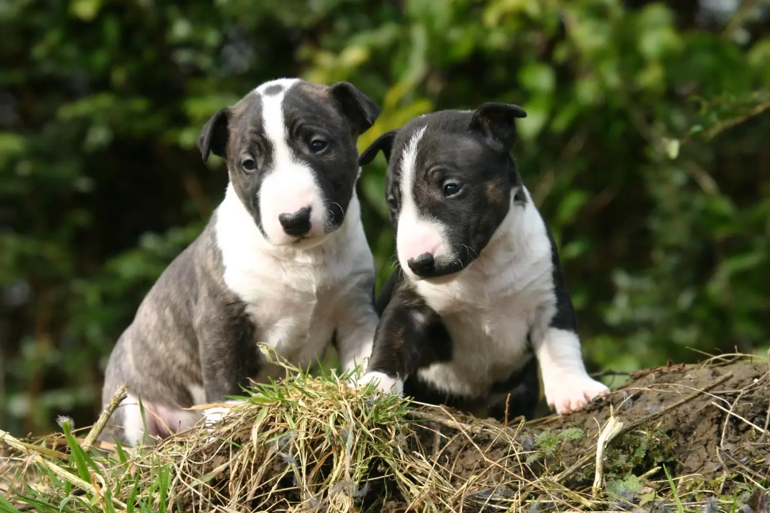 Zakup szczeniaka rasy Miniature Bull Terrier oznacza wzięcie na siebie odpowiedzialności! Kup szczenięta miniaturowego bull teriera.