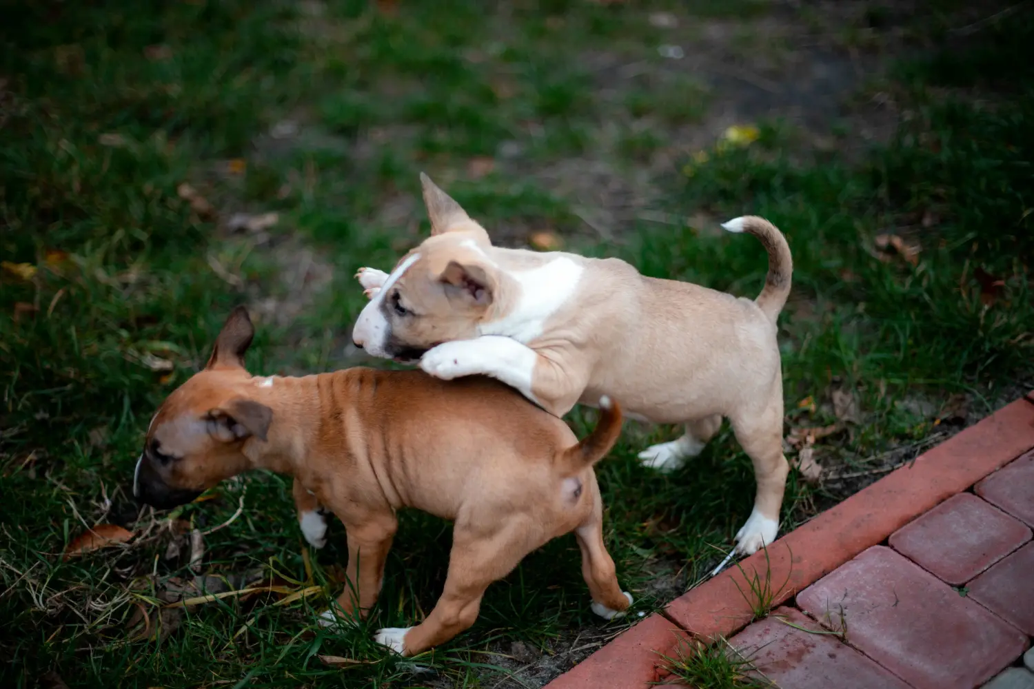 Zakup szczeniaka rasy Miniature Bull Terrier oznacza wzięcie na siebie odpowiedzialności! Kup szczenięta miniaturowego bull teriera.
