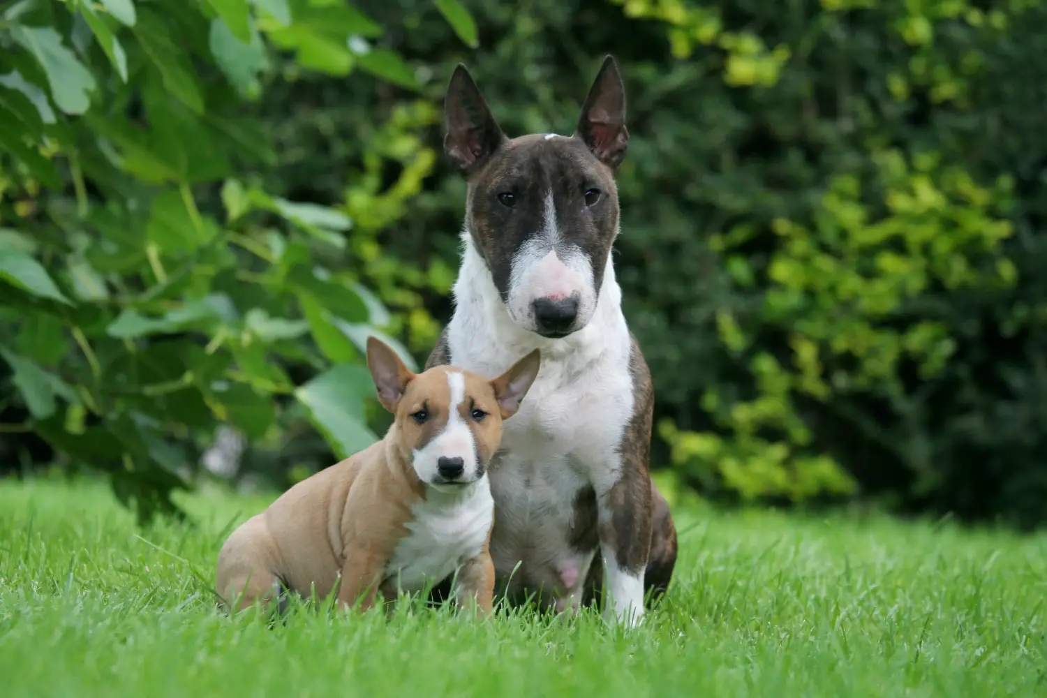Zakup szczeniaka rasy Miniature Bull Terrier oznacza wzięcie na siebie odpowiedzialności! Kup szczenięta miniaturowego bull teriera.