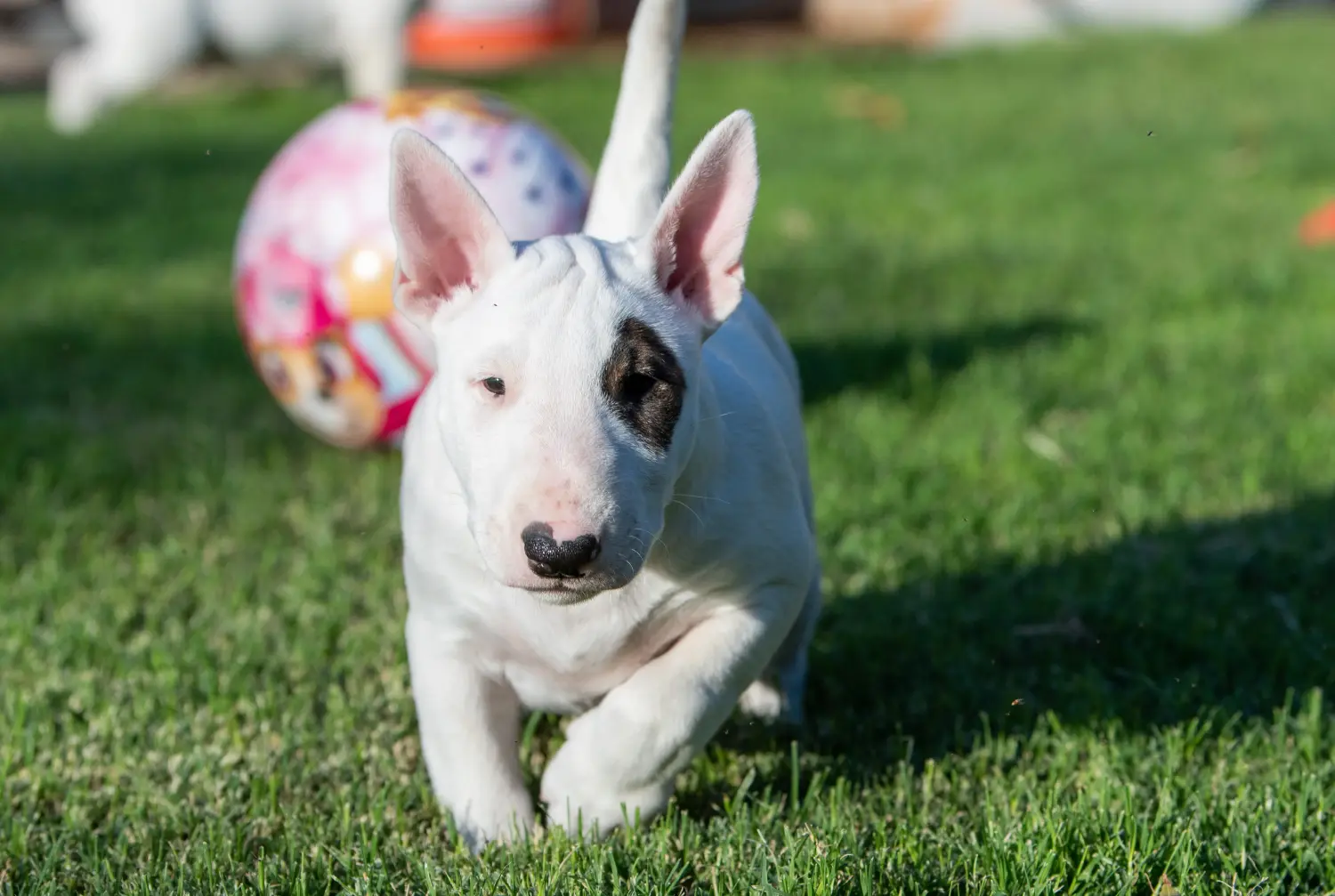 Zakup szczeniaka rasy Miniature Bull Terrier oznacza wzięcie na siebie odpowiedzialności! Kup szczenięta miniaturowego bull teriera.