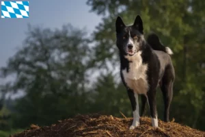 Read more about the article Hodowcy psów rasy niedźwiedź karelski i szczenięta w Bawaria