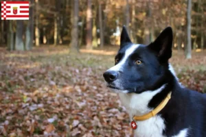 Read more about the article Karelian Bear hodowca psów i szczeniąt w Brema