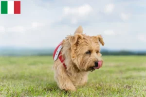 Read more about the article Hodowcy i szczenięta Norfolk terrier w Włochy