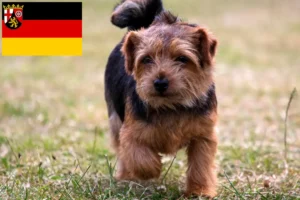 Read more about the article Hodowcy i szczenięta Norfolk terrier w Nadrenia-Palatynat