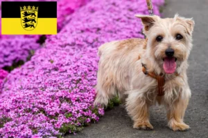 Read more about the article Hodowcy i szczenięta Norfolk terrier w Badenia-Wirtembergia